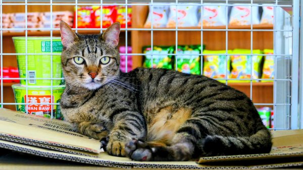 洄瀾東海岸3006644