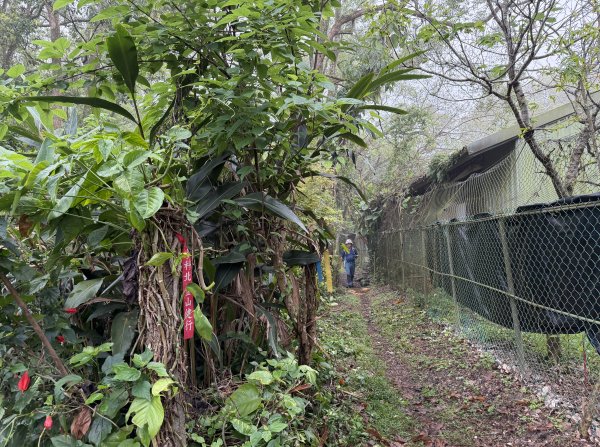 [樟之細路_第一大段RSA04] 2026_0329 伙房崎古道3027141