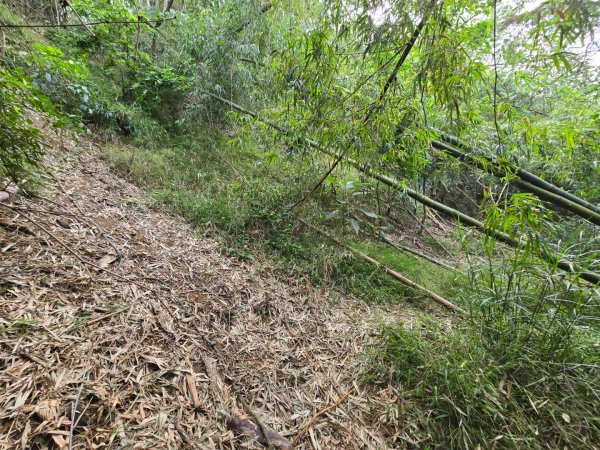 美濃雙溪樹木園（九芎林山）2652563