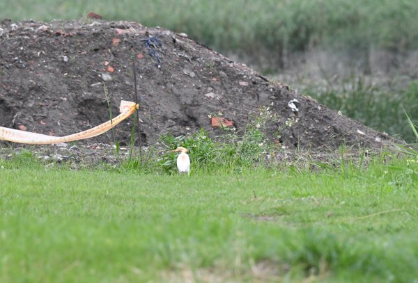 2016年, 九年前, 5, 6月份, 華江雁鴨自然公園2807718