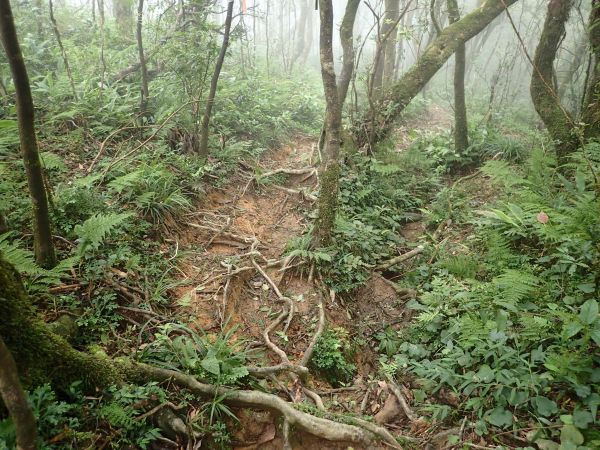 宜蘭 烘爐地山-桶後溪溯源 O型連走157547