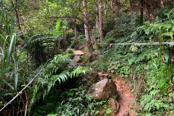 苗栗獅潭｜仙山登山步道｜穿過杉木小徑．遠眺綿延山峰1574406