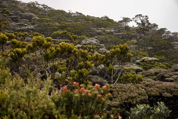 馬來西亞 京那巴魯山 Gunung Kinabalu2756361