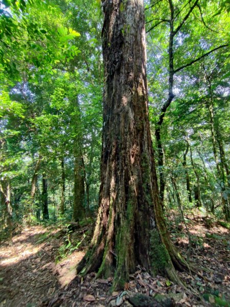 鵝公髻山-小百岳#31-新竹縣五峰鄉2243507