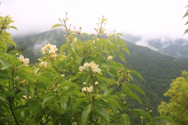 羅(葉尾山)馬(武佐野郡山)縱走816274