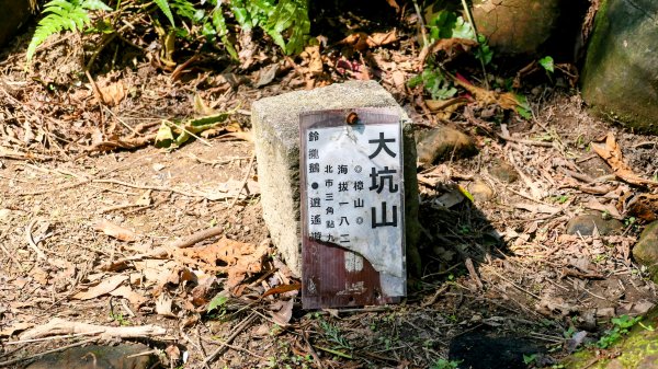 《踏莎行・貓空魯冰花》2710653