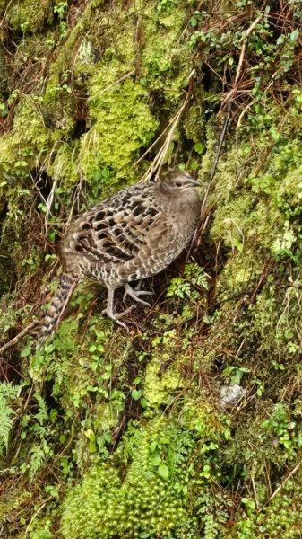 20250319～20嘉明湖國家步道🥶🥶🥶殘念😭2739779