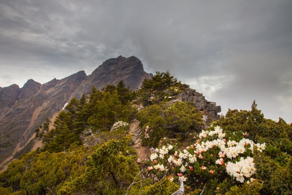 臺灣最高的杜鵑花 -玉山北峰，圓峰杜鵑花況42170