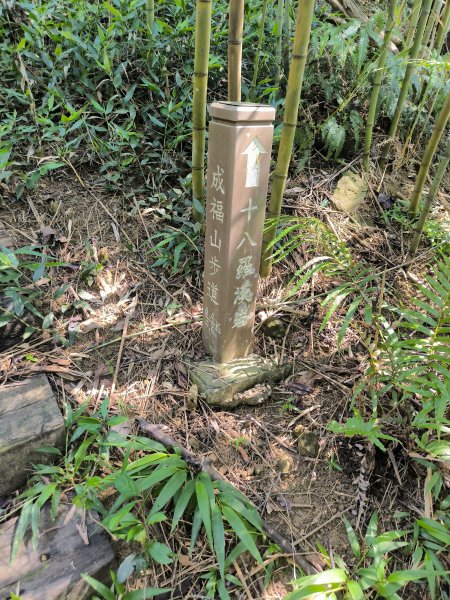 20250913微笑山線：【天上山系】望月亭桐花段2883400