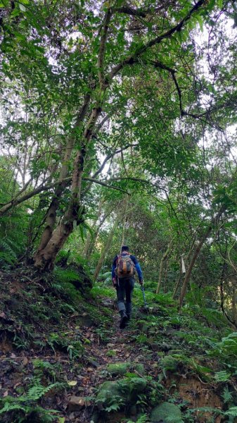 新店小粗坑赤蘆古道越嶺O型2784395