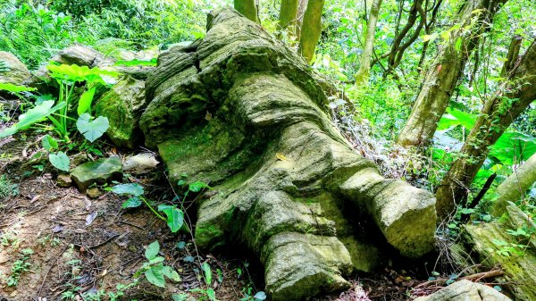 微笑山線百年大榕樹段2848416