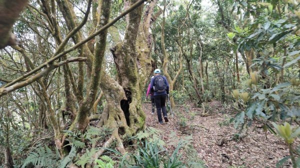 笠頂山單攻西大武山(西北峰) 九星連珠搏命演出歷險記 2025年3月20日2739006