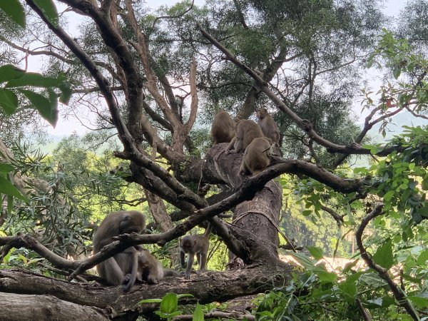 20251010高雄尾寮山-西北峰2913633