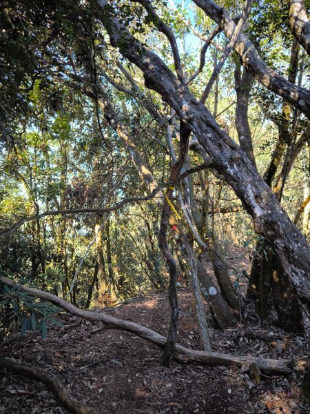 2025-12-21 武界山、獅凸魯山、橫屏山、橫屏山西峰2969693