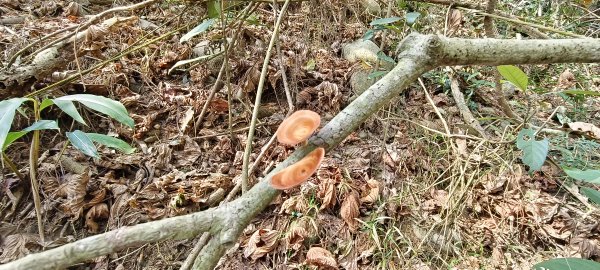 2026/03/08-毘盧禪寺步道+七星崗3013878