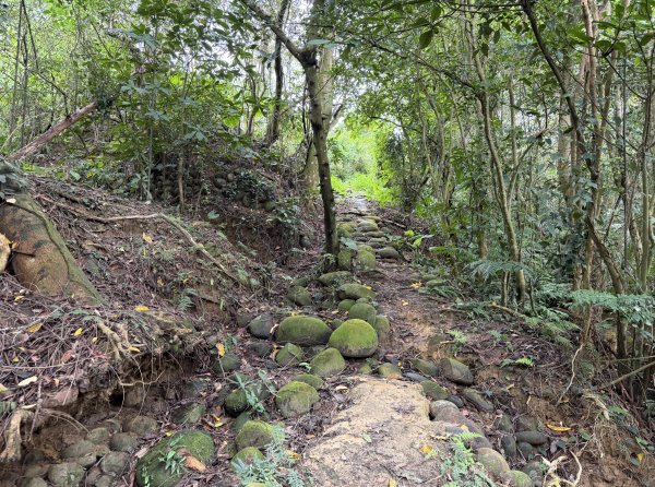 [樟之細路_第二大段RSA17] 2026_0328 飛鳳古道3026062