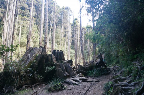 金柑樹山、忘憂森林步道1981044