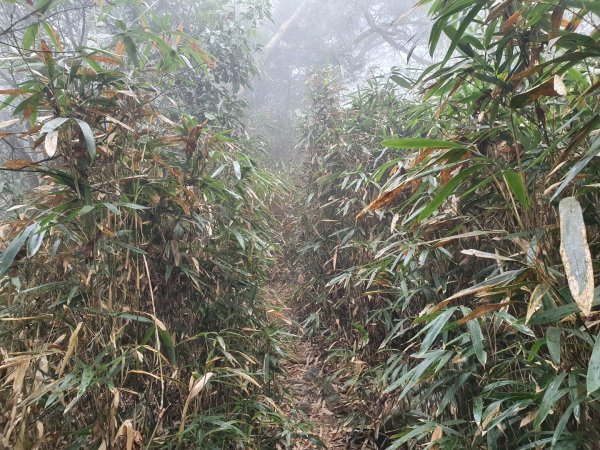 白雲山步道（小百岳）1334332