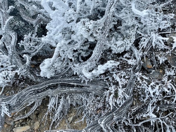 絕美銀白世界 玉山降下今年冬天「初雪」1236099