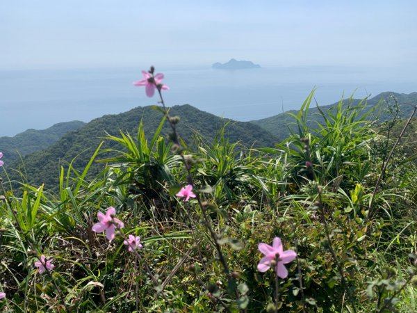 桃源谷步道-灣坑頭山（小百岳）-草嶺古道1867352