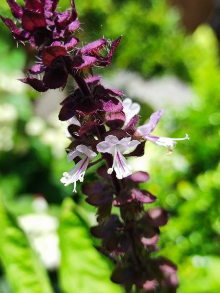 頭城烏石港-蘭陽博物館-龜山島401兩日遊2818198