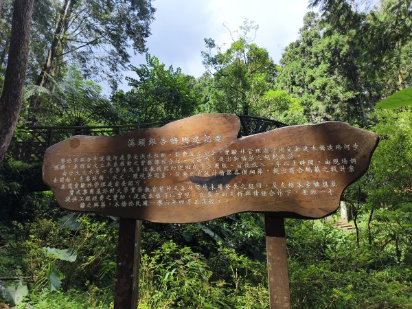 [百山百鳥尋旅-05/15] 2025_0830 溪頭賞鳥步道_銀杏步道2875528