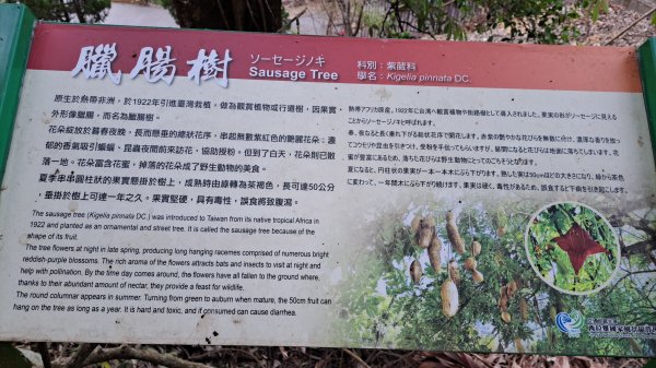 20241219 關子嶺枕頭山2675347