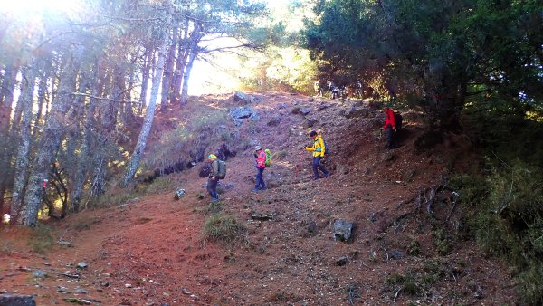 五星級松針步道的平多縱走2837844