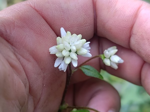回歸自然的杜仔湖步道上雙子山2677780