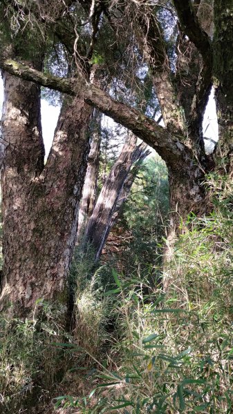 武法奈尾山1946740