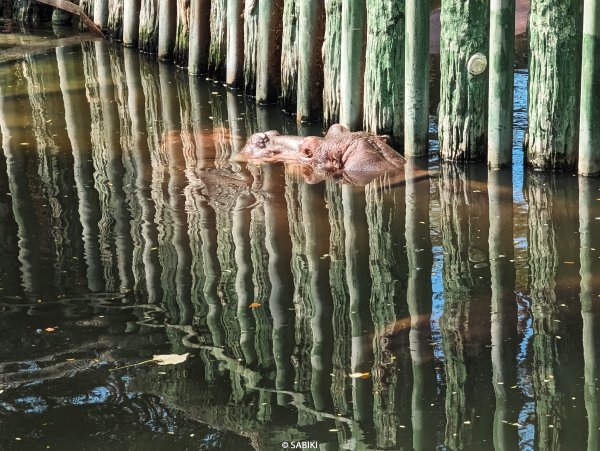 【高雄鼓山】高雄南柴山 - 壽山動物園健行2026357