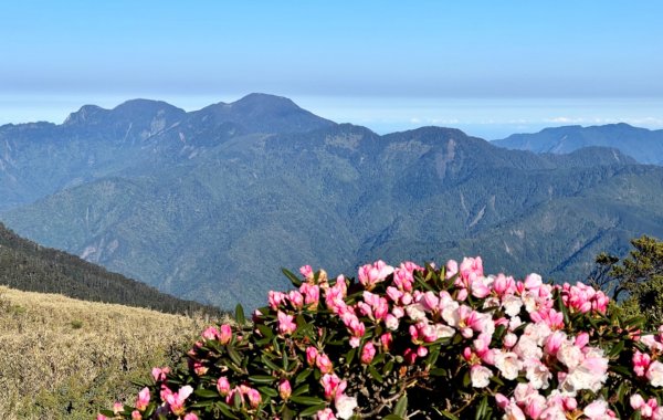 合歡北西峰賞花趣1690836