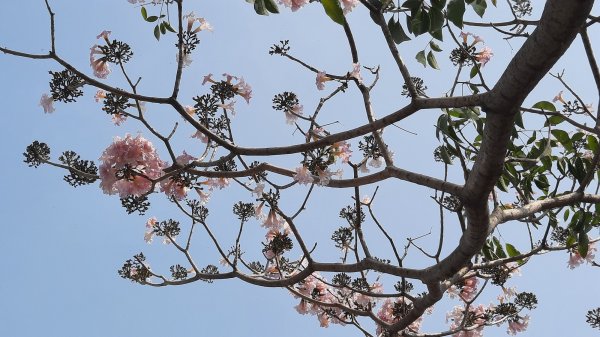 《台中》苦楝樹王｜潮洋溪惠來溪步道生態之旅202303-042124104