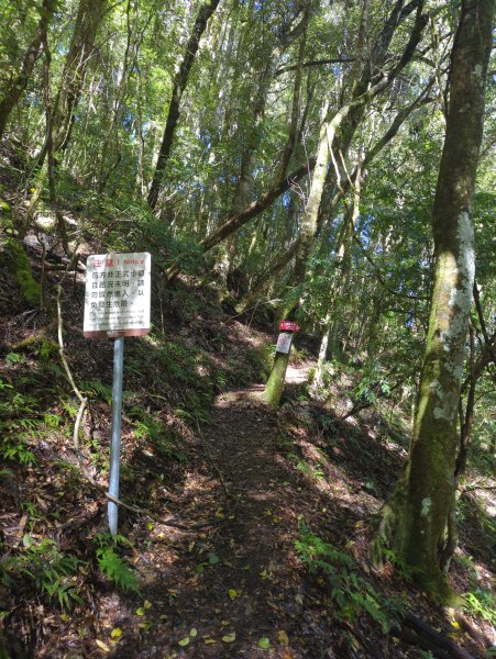 2026.01.03－鎮西堡B區神木群2981136