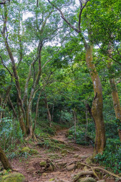 [新竹]飛鳳山2512100