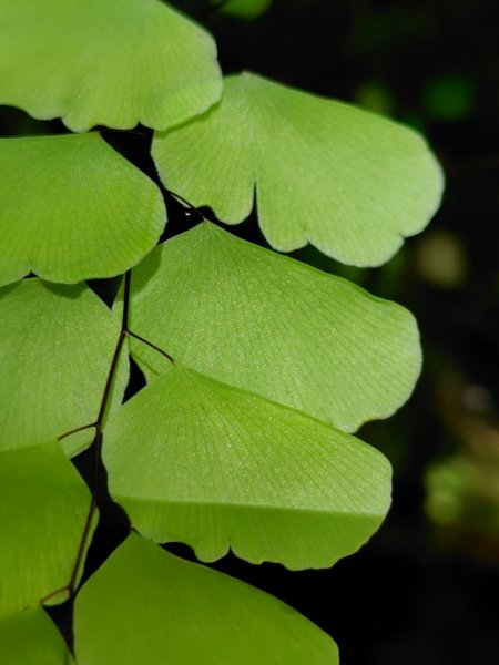 九彎仔步道2816562