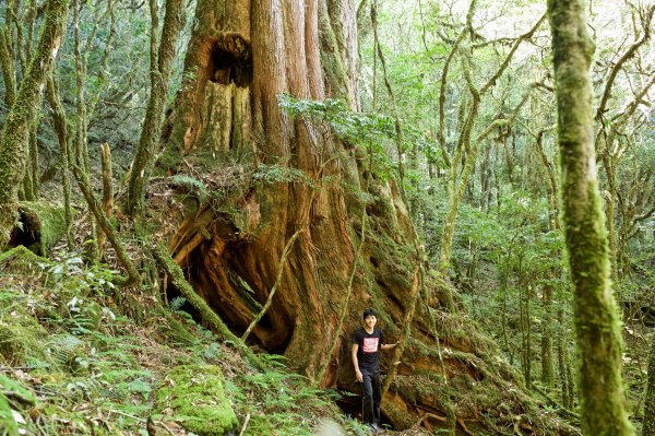 谷關七雄：八仙山468296