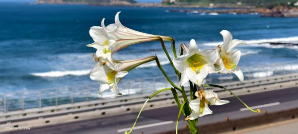 #金山清水溪  #石牆蝶 #國聖涼亭 #百合草原 #八里華富山路 #淡江大橋 5/163055948