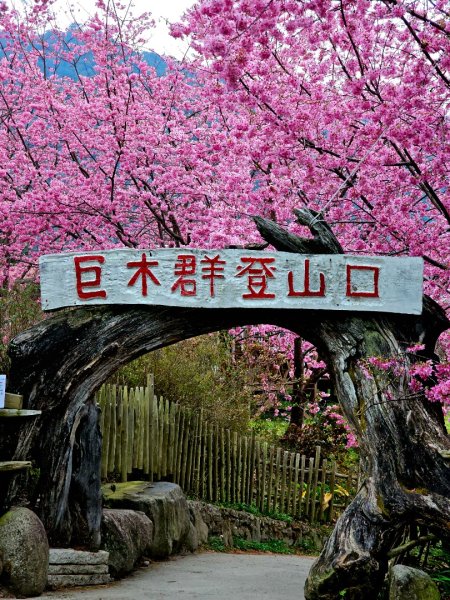 司馬庫斯神木群步道及櫻花季-(新竹)臺灣百大必訪步道3007812