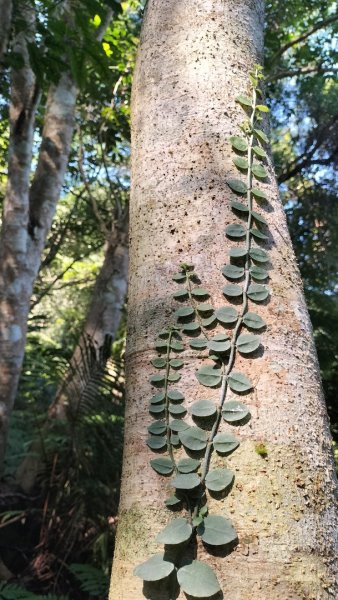 烏來大桶山麓茶園2534209