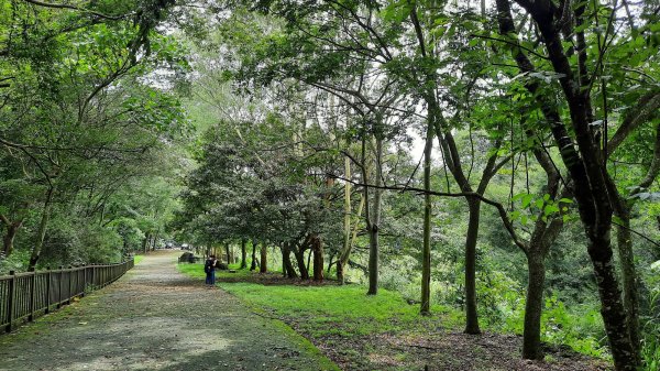 《彰化》玉蘭花香｜赤水崎公園步道及松柏坑山202308062241245