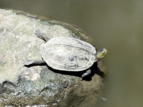 大安森林公園、大港墘公園【走路趣尋寶】【臺北健走趣】2556024