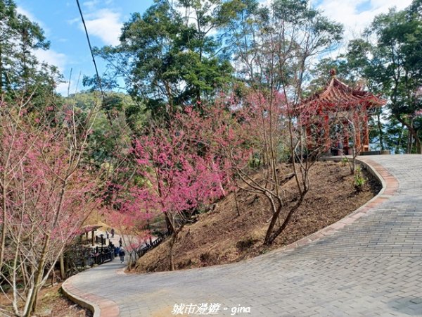 【苗栗獅潭】天晴賞花趣。 協雲宮櫻花步道x獅潭鄉神秘小徑x獅潭義民廟x銅鑼炮仗花海公園2999188