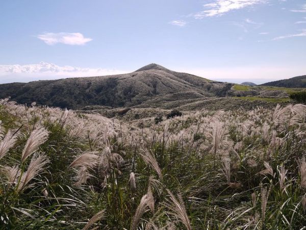 陽明山秋芒：風櫃嘴—頂山—石梯嶺—擎天崗309488