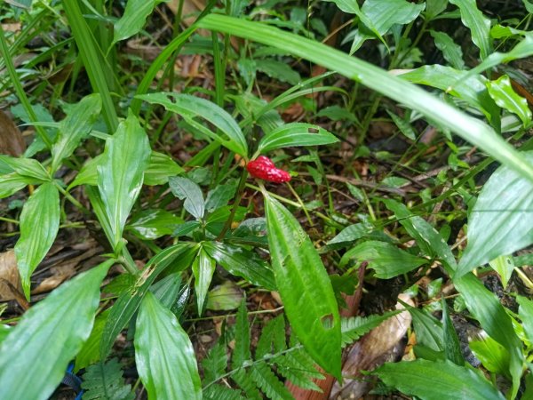 回歸自然的杜仔湖步道上雙子山2677787