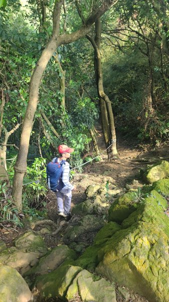 2025-0204 鶯歌_大凍山_三角埔頂山_迴龍2707863