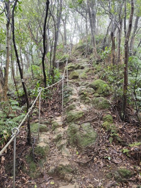 微笑山線：【天上山系】望月亭桐花段3001591