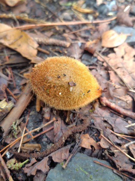 巒安堂、西巒大山2931656