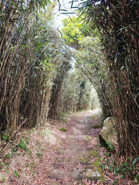 2026年臺北大縱走第二段：二子坪至小油坑3029505