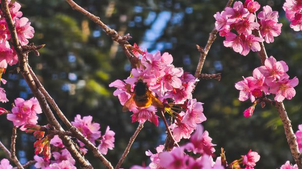 【台灣健行】春艷 • 寶山二集團2698545